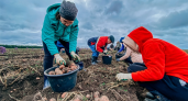 Выращиваете картошку на даче: правительство вводит штрафы за использование нелегальных семян
